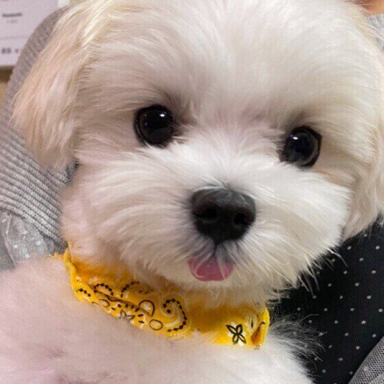 舌を出しっぱなしのマルチーズ