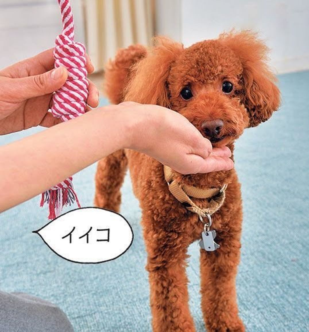どうせ遊ぶなら 愛犬との信頼関係が深まる室内遊びを いぬのきもちweb Magazine どうせ遊ぶなら 愛犬との信頼関係が深まる室内遊びを いぬのきもちweb Magazine