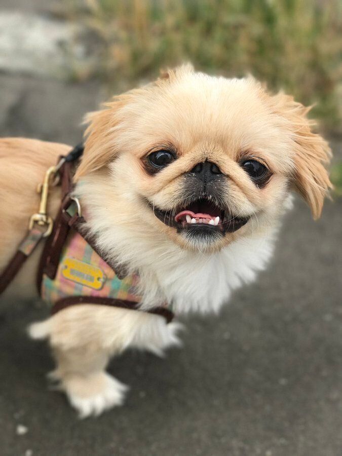 ぺこたんちゃん