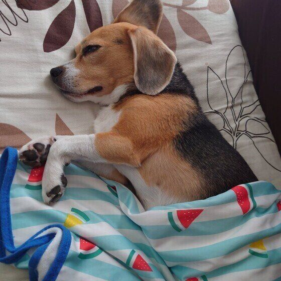 ビーグルのはなちゃん