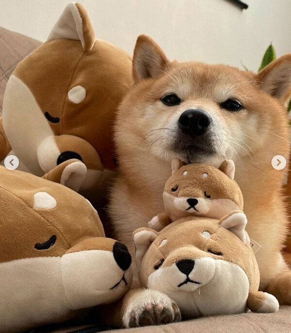 まったりするソラくん