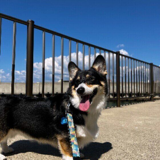 ウェルシュ・コーギー・ペンブローク