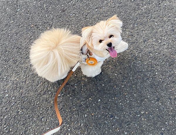 散歩する琴ちゃん