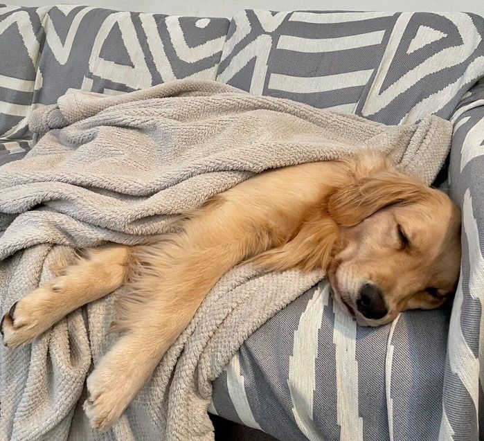 ソファで眠るうにちゃん