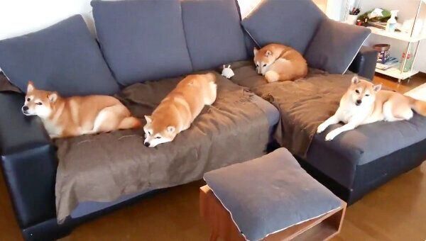 ソファでまったりする柴犬一家