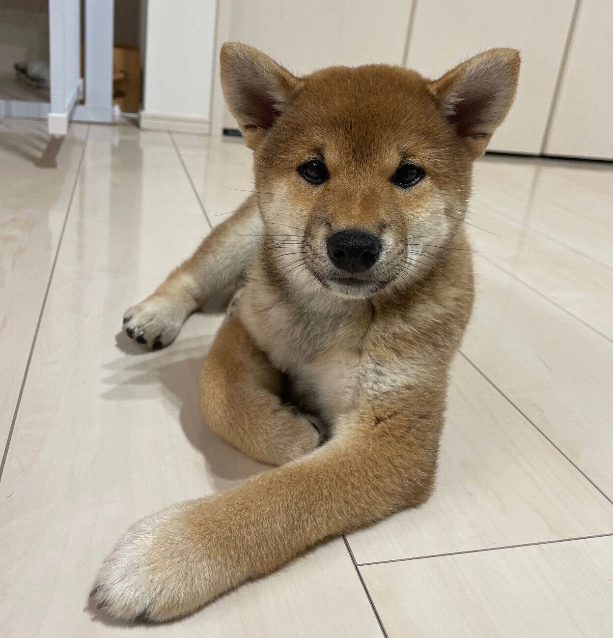 お迎え初日に撮影した、生後3カ月のスズちゃん