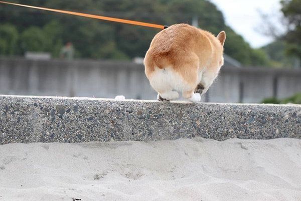 モフッとしたおしりが可愛いココロくん