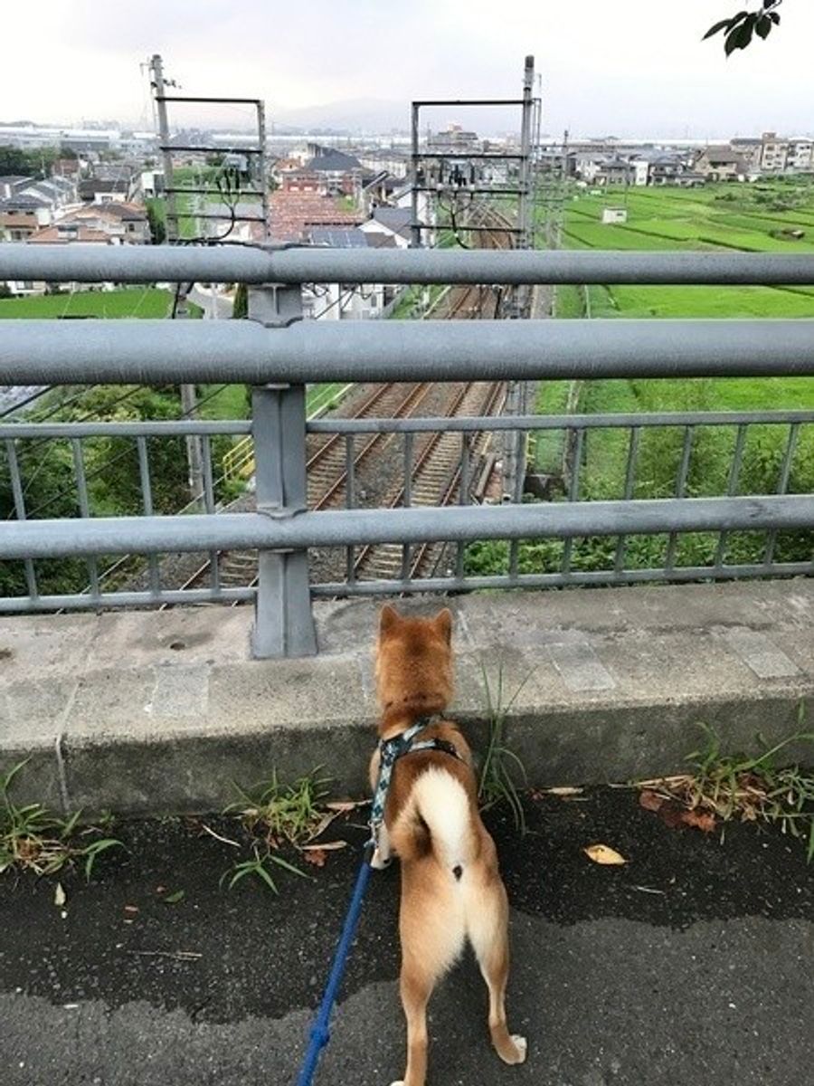 犬の電車事情 マナーや料金などの注意点 電車に乗る練習方法とは いぬのきもちweb Magazine 犬の電車事情 マナーや料金などの注意点 電車に乗る練習方法とは いぬのきもちweb Magazine