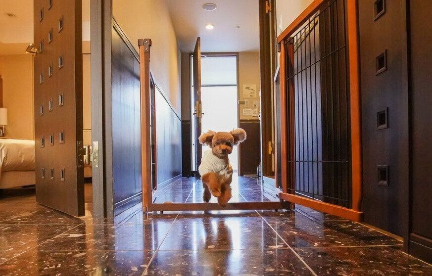 ゲートを抜けて走ってくるトイプードル