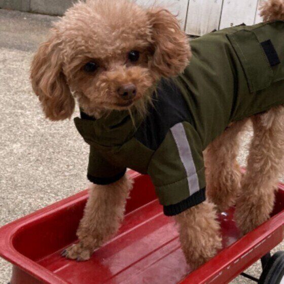 トイ・プードルのソルくん