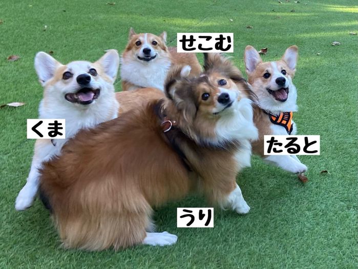 楽しそうな4頭の愛犬たち