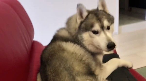 見つめるシベリアン・ハスキー