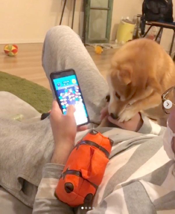 ツムツムを阻止する豆柴