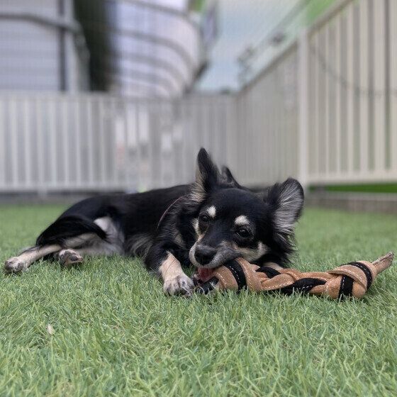 MIXのチョコちゃん