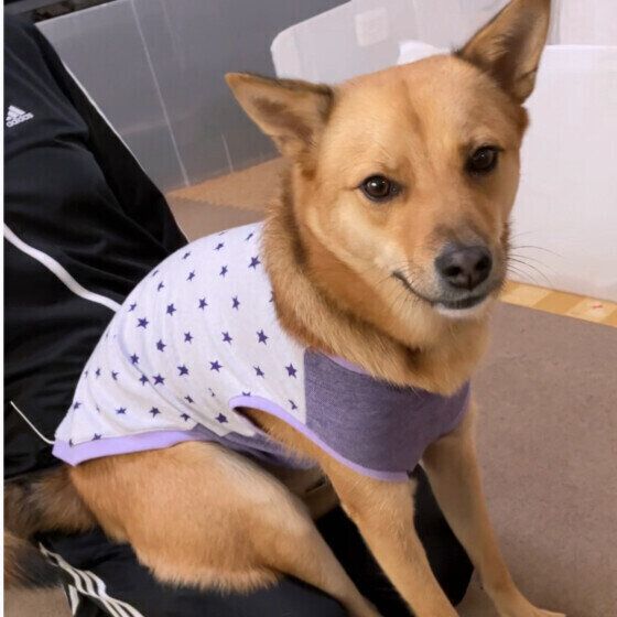 塁  Ｍｉｘ（雑種）中型犬　お父さんの膝の上