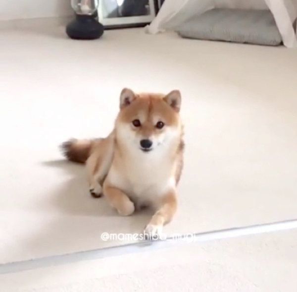 宇宙と交信する豆柴