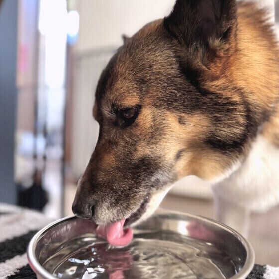 水分補給する中型Mix犬