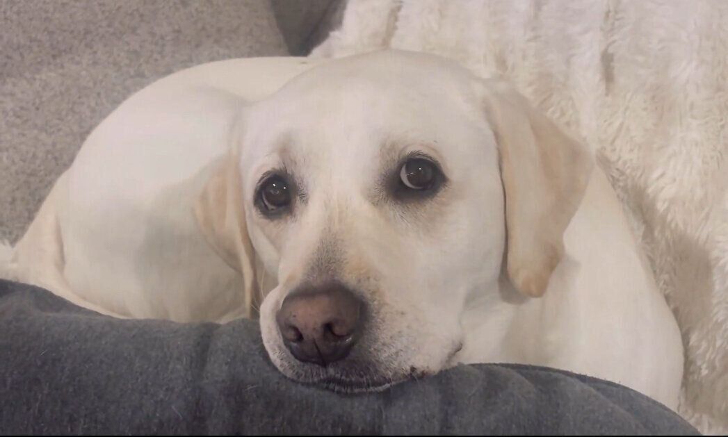 飼い主さんの夫の太ももを枕にするれもんちゃん
