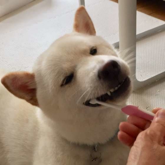 歯磨きする柴犬