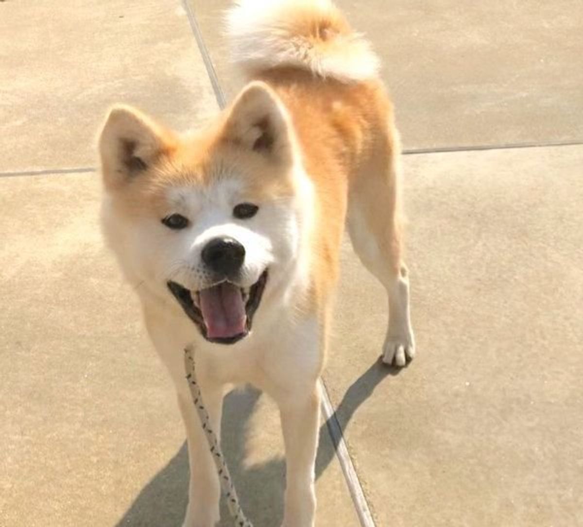 何か企んでる ニヒルな笑み を浮かべる秋田犬に反響 いぬのきもちweb Magazine 何か企んでる ニヒルな笑み を浮かべる秋田犬に反響 いぬのきもちweb Magazine