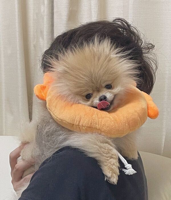 パパさんに飛びつくなごみちゃん