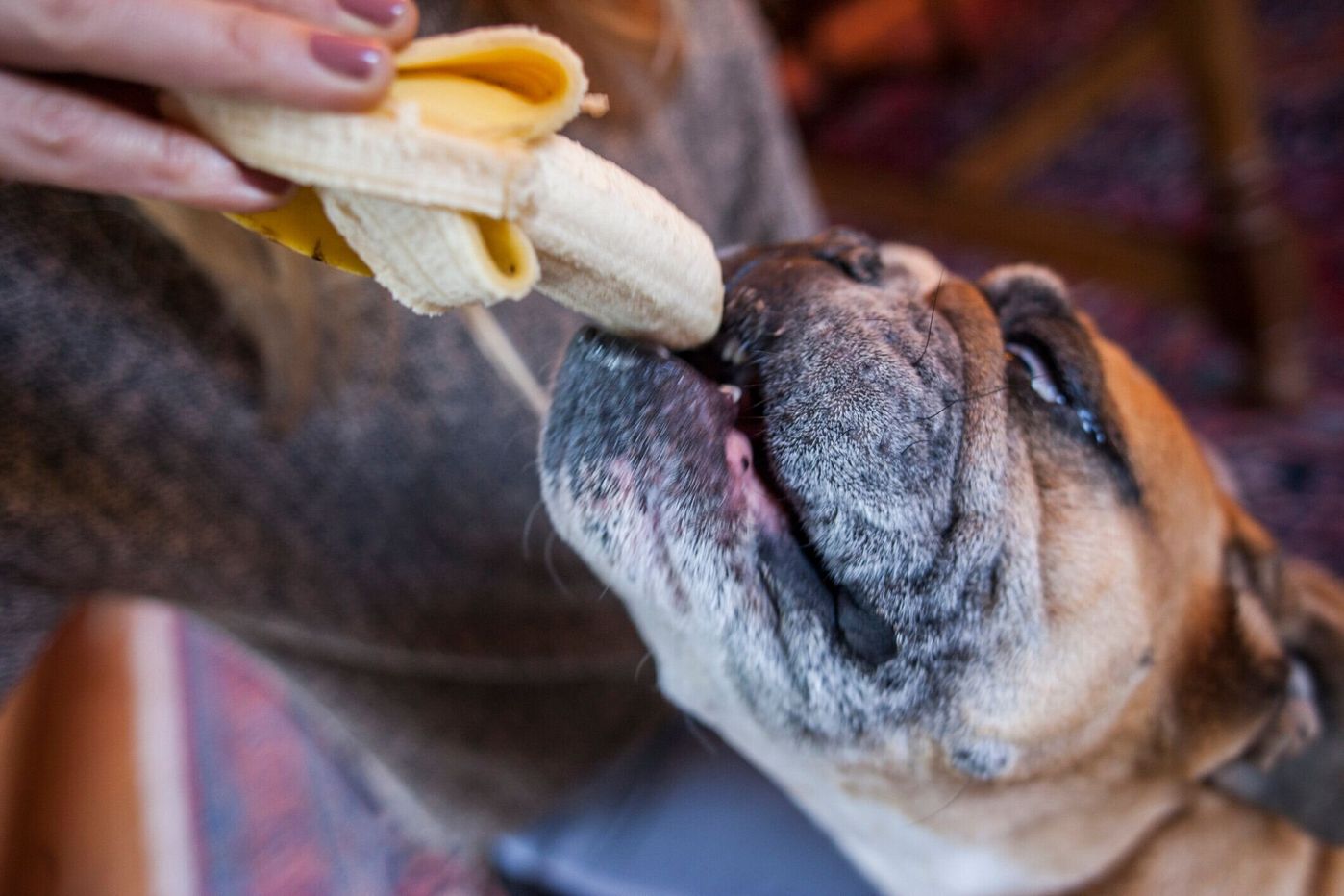 獣医師監修 犬にバナナを与えても大丈夫 バナナを食べるメリットと与え方を解説 いぬのきもちweb Magazine 獣医師監修 犬にバナナを与えても大丈夫 バナナを食べるメリットと与え方を解説 いぬのきもちweb Magazine