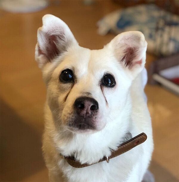 見つめるシロさん