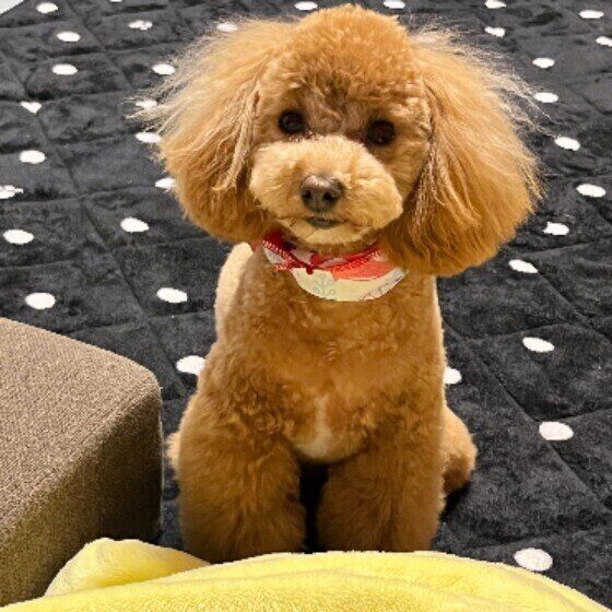 犬の体に起こるアレルギー反応の原因とは いぬのきもち