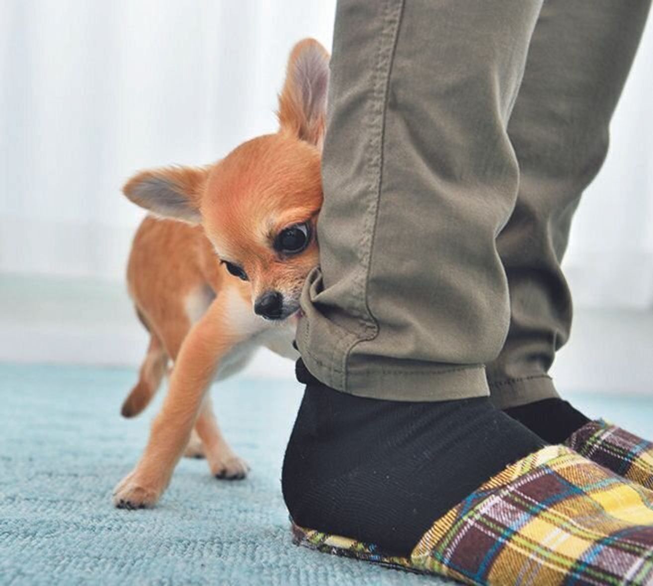 子犬の あま噛み には が効果的 噛みタイプ別 プロが教える実践テク いぬのきもちweb Magazine 子犬の あま噛み には が効果的 噛みタイプ別 プロが教える実践テク いぬのきもちweb Magazine