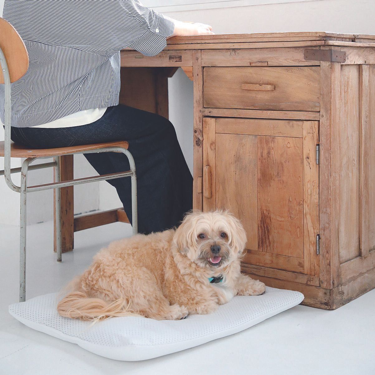 犬の様子を気にかけられないときは、犬が近くにいるように工夫を