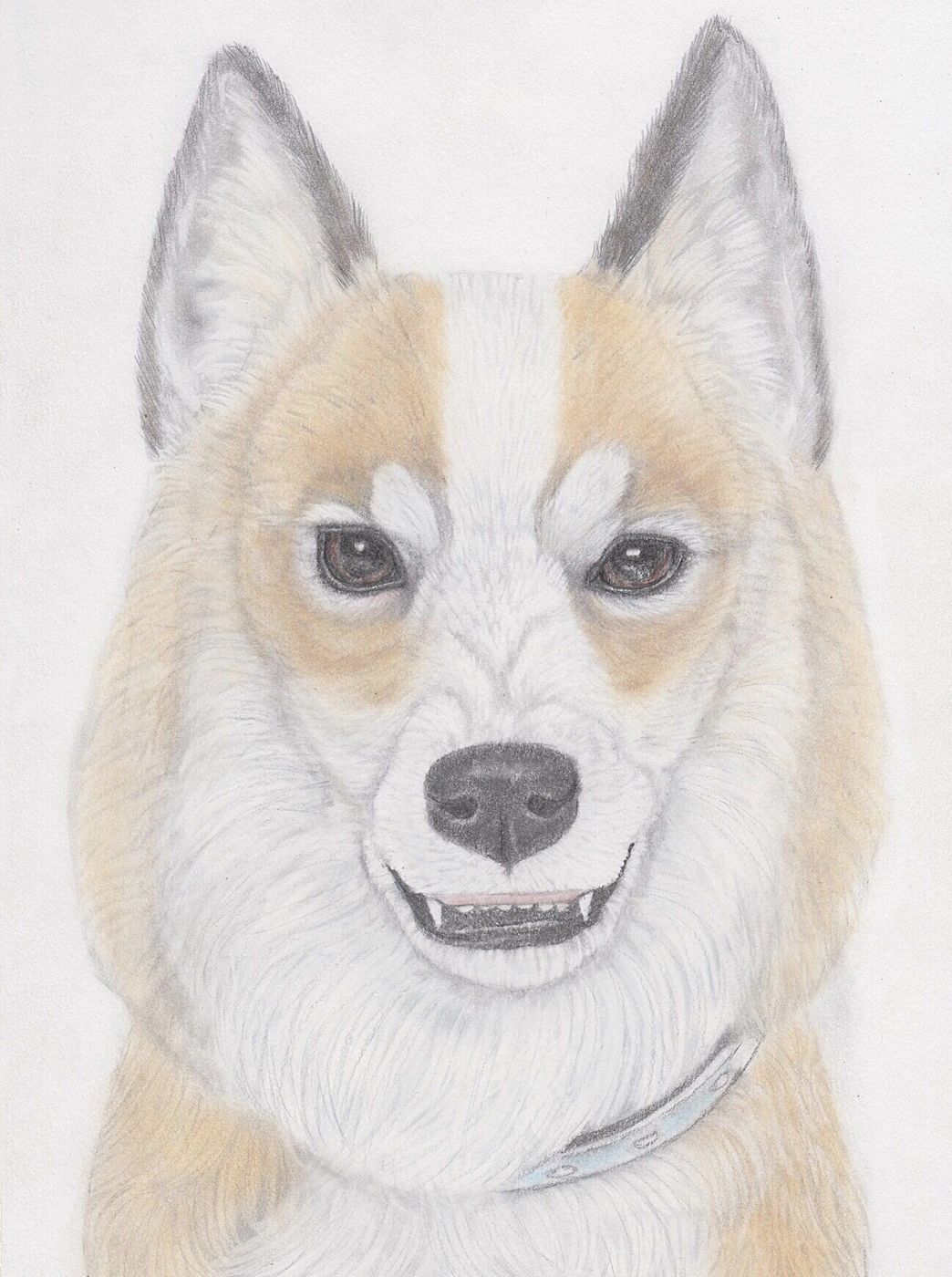 わざと オコ顔 をさせるのはリスクが オコ顔をしている犬をからかってはダメな理由 いぬのきもちweb Magazine わざと オコ顔 をさせるのはリスクが オコ顔をしている犬をからかってはダメな理由 いぬのきもちweb Magazine