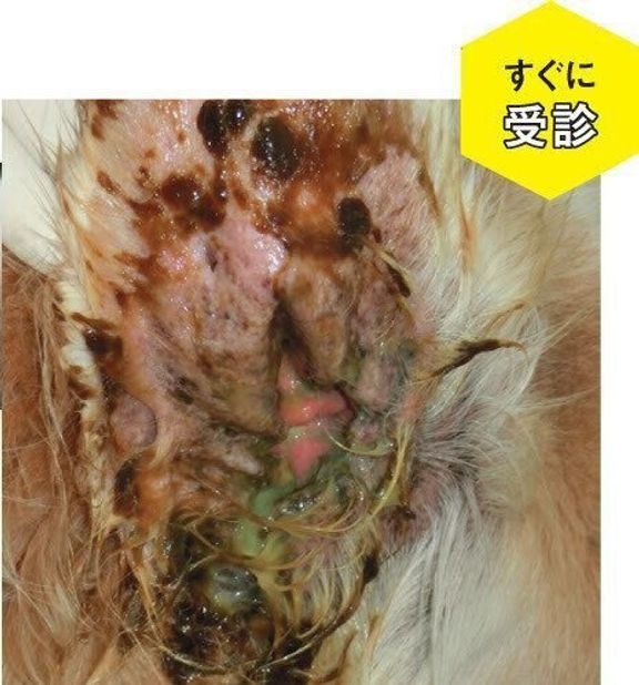 茶色い耳アカ