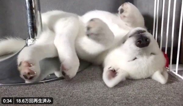 熟睡するもんたろうくん