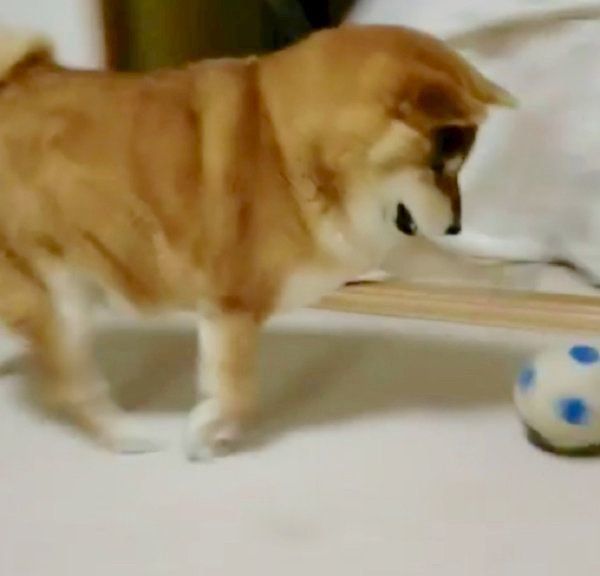 サッカーボールが大好きな柴犬