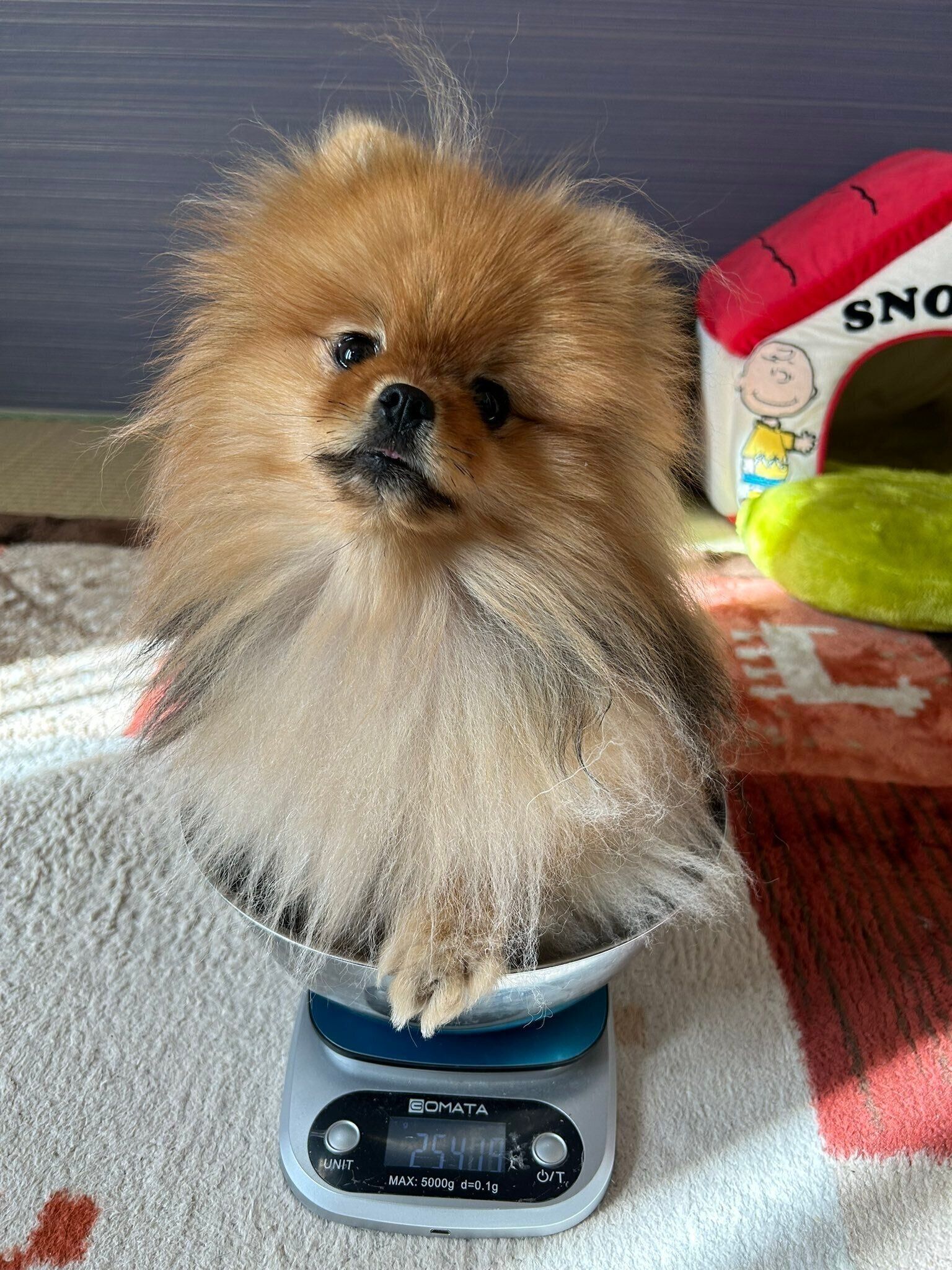 体重をはかるめろんちゃん