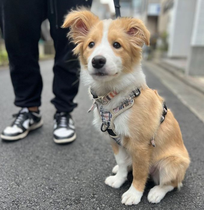 散歩するラピちゃん