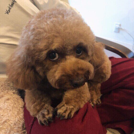 トイ・プードルのこむぎちゃんのひざ乗り