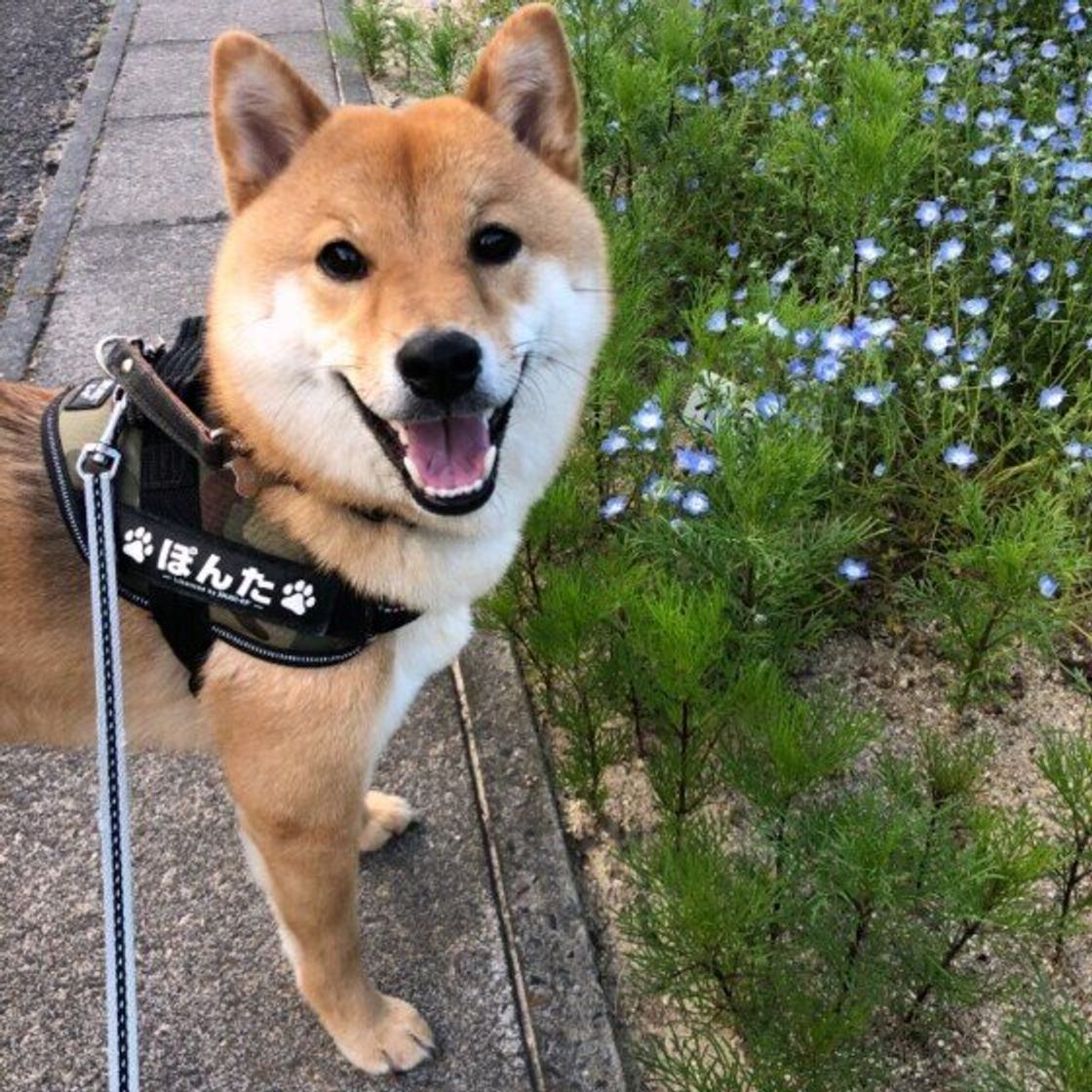 怖がりな犬 への正しい対処法 3つのシチュエーション別に見る いぬのきもちweb Magazine 怖がりな犬 への正しい対処法 3つのシチュエーション別に見る いぬのきもちweb Magazine