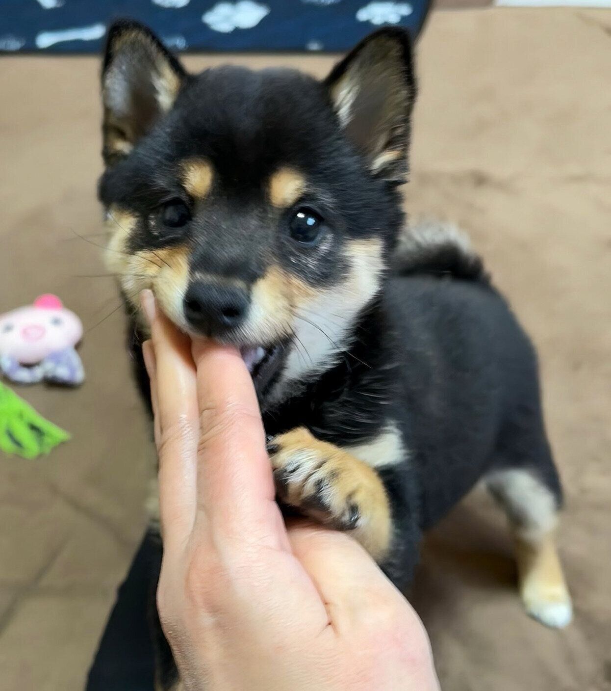子犬時代のこまちちゃん