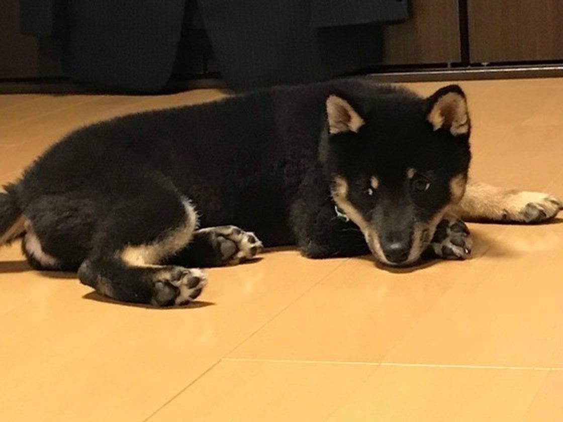 犬がお留守番させるときの時間は最大何時間 起こりうる事故とは いぬのきもちweb Magazine 犬がお留守番させるときの時間は最大何時間 起こりうる事故とは いぬのきもちweb Magazine