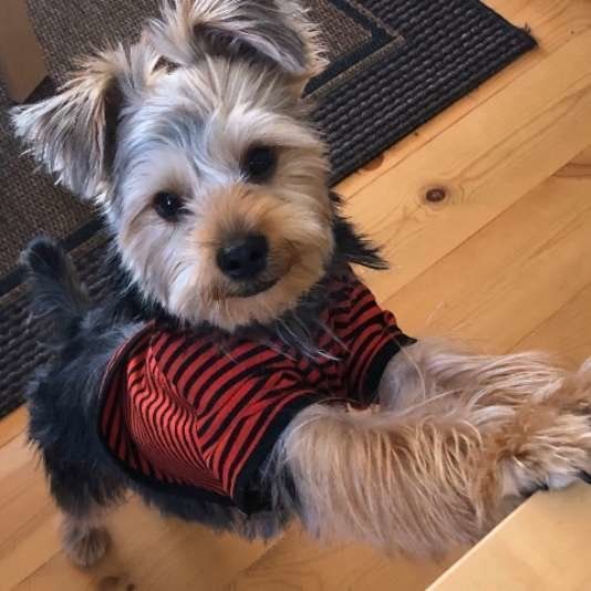 見つめるヨークシャー・テリア