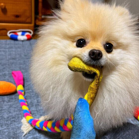 犬がおもちゃや食べ物をお気に入りの場所に運ぶのはなぜ？ 犬がモノを隠す・集める理由と心理 いぬのきもち