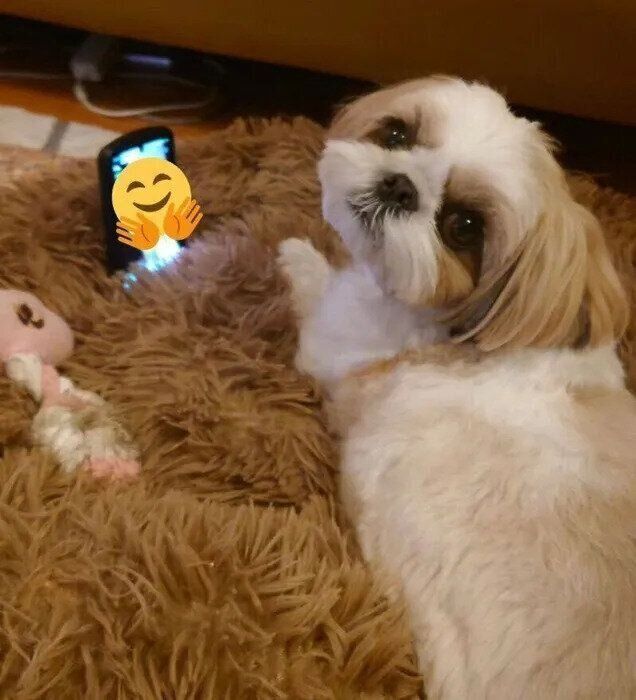 みんなに愛されるリロちゃん