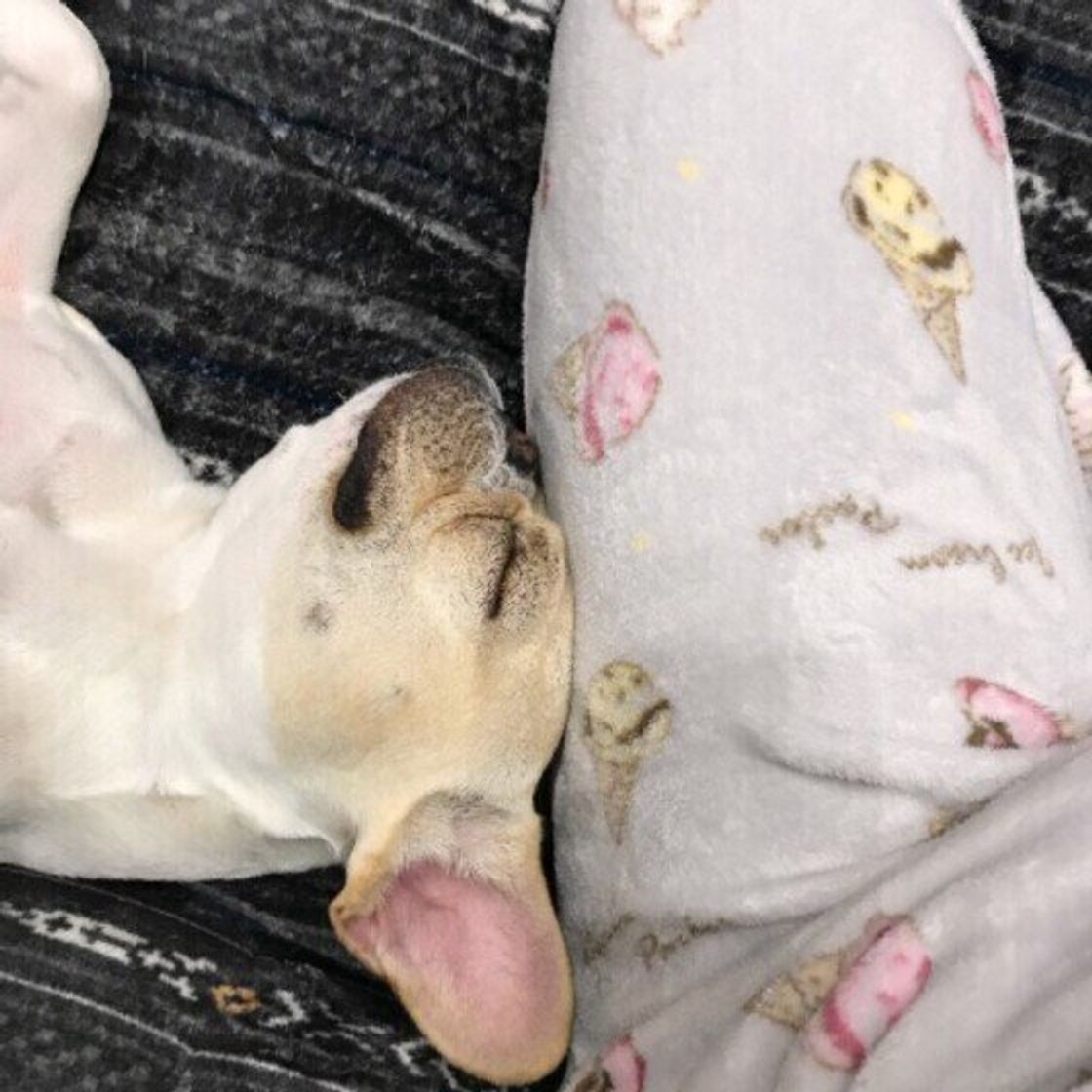 犬が寝場所を選ぶ3つの基準とは 寝場所でわかる犬の気持ちは いぬのきもちweb Magazine 犬が寝場所を選ぶ3つの基準とは 寝場所でわかる犬の気持ちは いぬのきもちweb Magazine