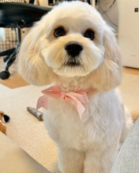 トリミングですっきりして小顔になるコメットちゃん