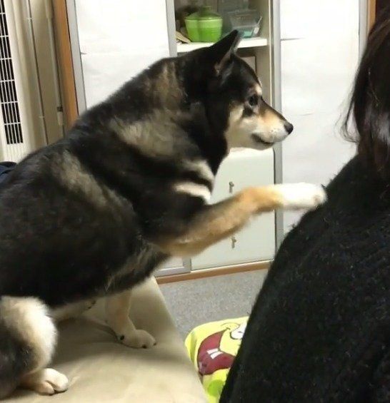 アピールするアコちゃん