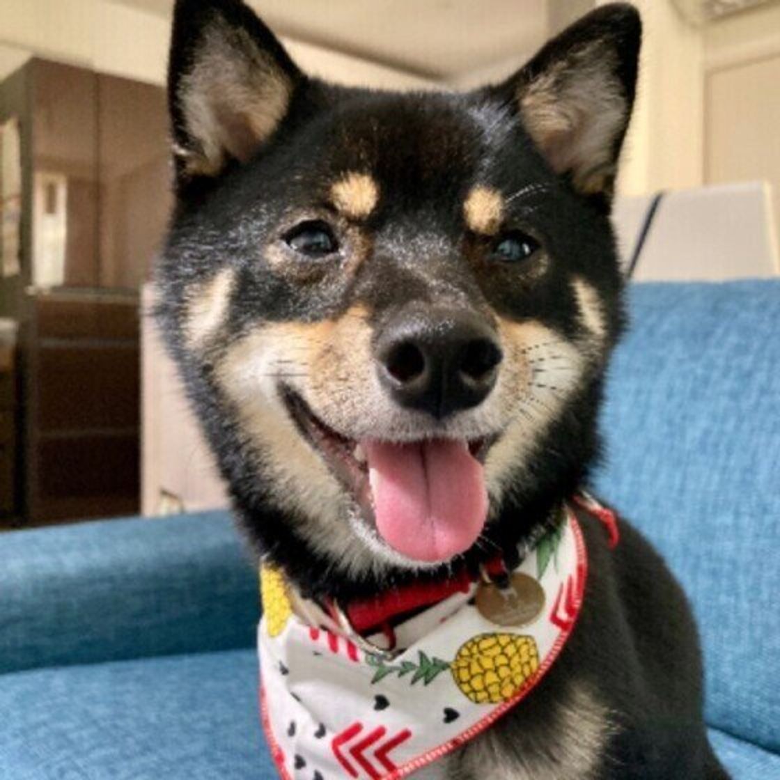 犬の名前ランキング で総合第1位の ムギ 名づけの理由を飼い主さんに聞いた いぬのきもちweb Magazine 犬の名前ランキング で総合第1位の ムギ 名づけの理由を飼い主さんに聞いた いぬのきもちweb Magazine