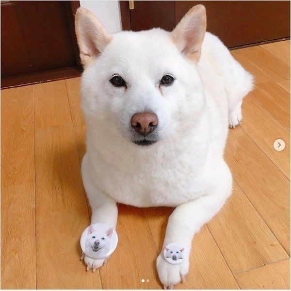 前足に缶バッジを乗せる柴犬