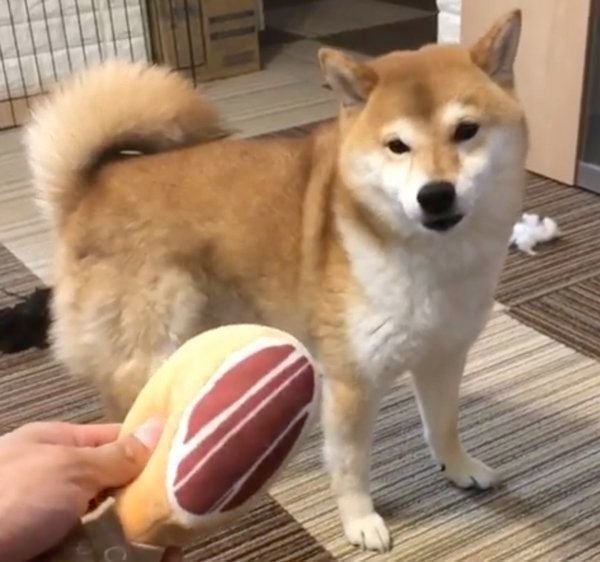 お肉のおもちゃで遊ぶ柴犬