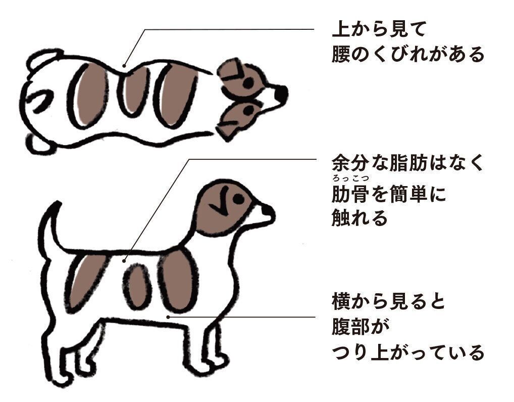 イラスト／オガワナホ